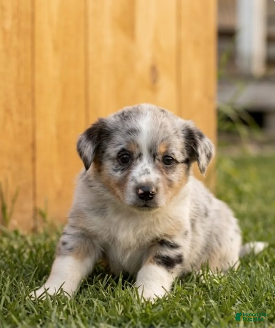Mixed Breed dogs for sale: Chip - Ad 1