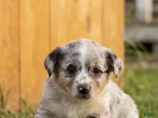 Mixed Breed dogs Chip - Ad 5