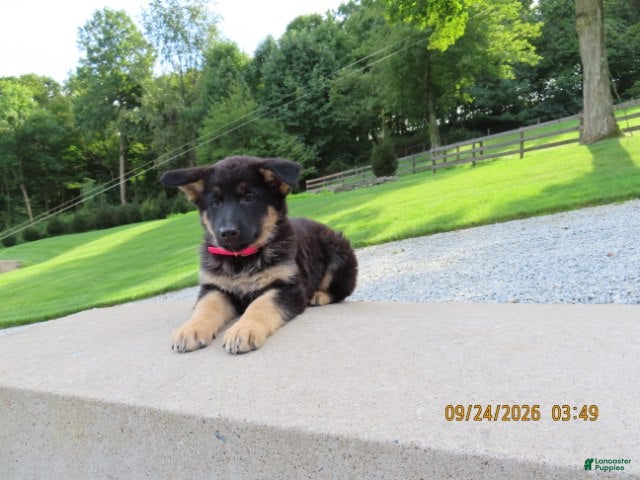 German Shepherd dogs Molly - Ad 2