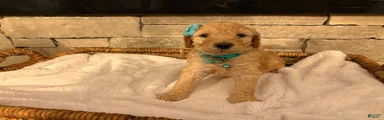 Goldendoodle Puppy 2