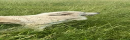 Great Pyrenees dogs for sale: Great Pyrenees 1 - Ad 14