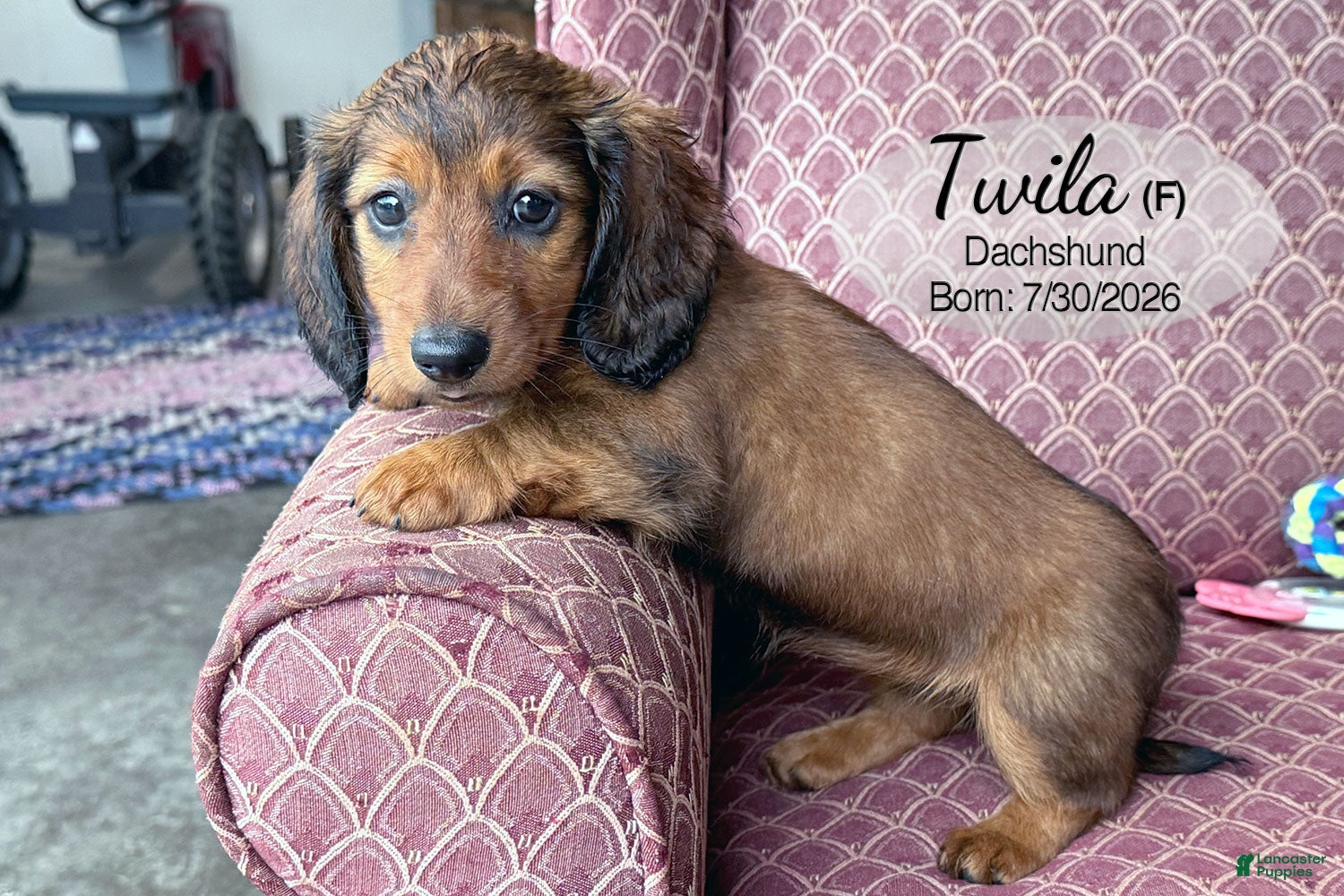 Dachshund dogs Twila - Ad 1