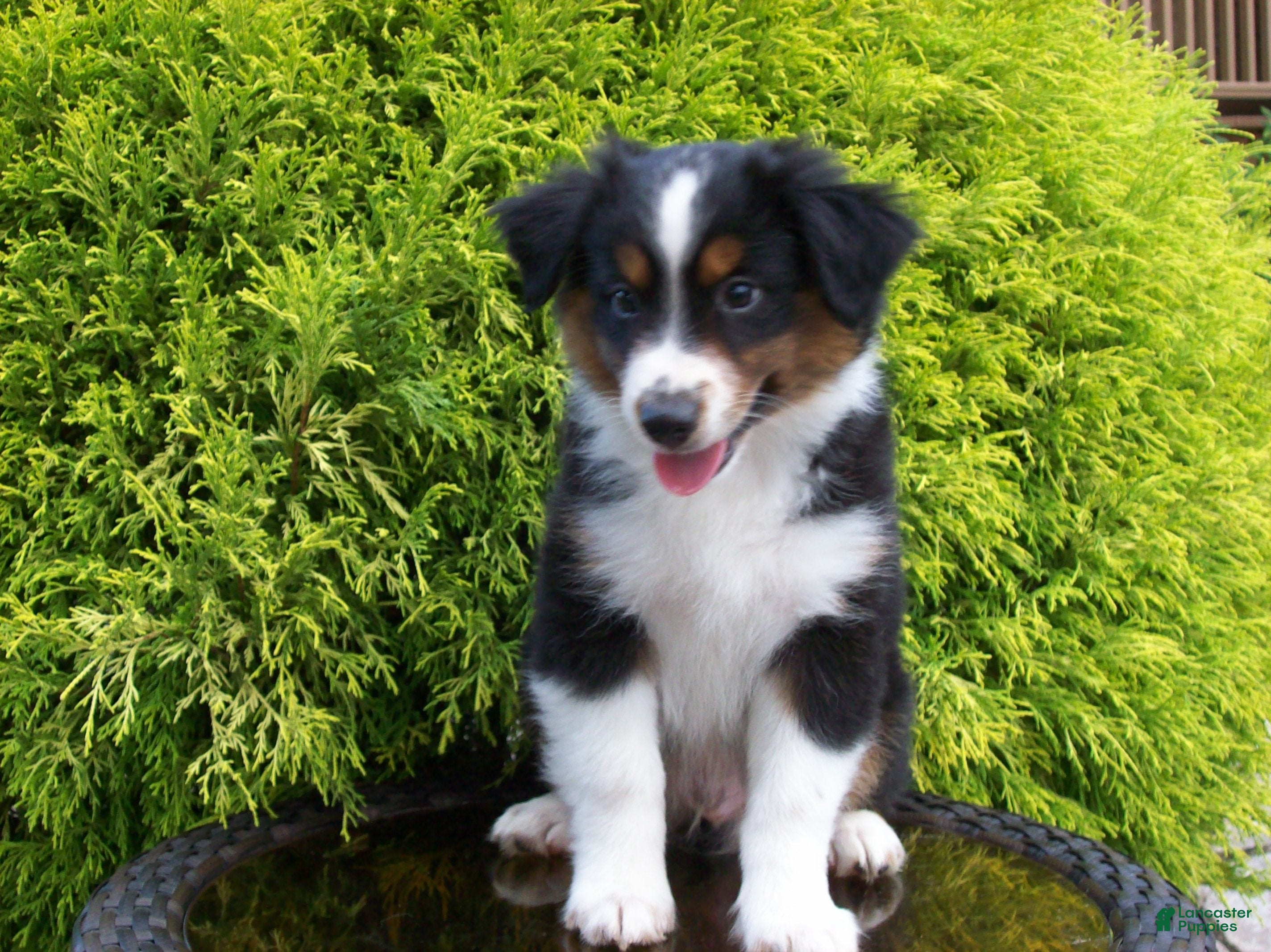 Miniature Australian Shepherd dogs Alvin - Ad 1