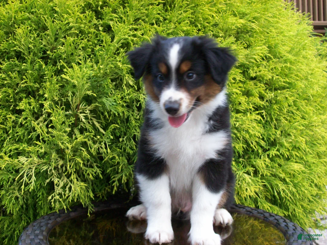 Miniature Australian Shepherd dogs for sale: Alvin - Ad 1