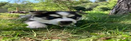 Siberian Husky dogs for sale: Peanut 🥜  - Ad 3