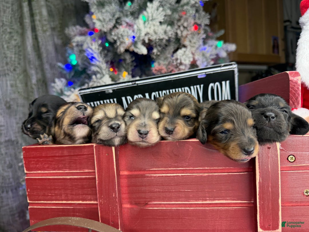Miniature Dachshund dogs for sale: Black and cream dapple - Ad 6