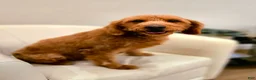 Mini Goldendoodle dogs for sale: Paris - Ad 8