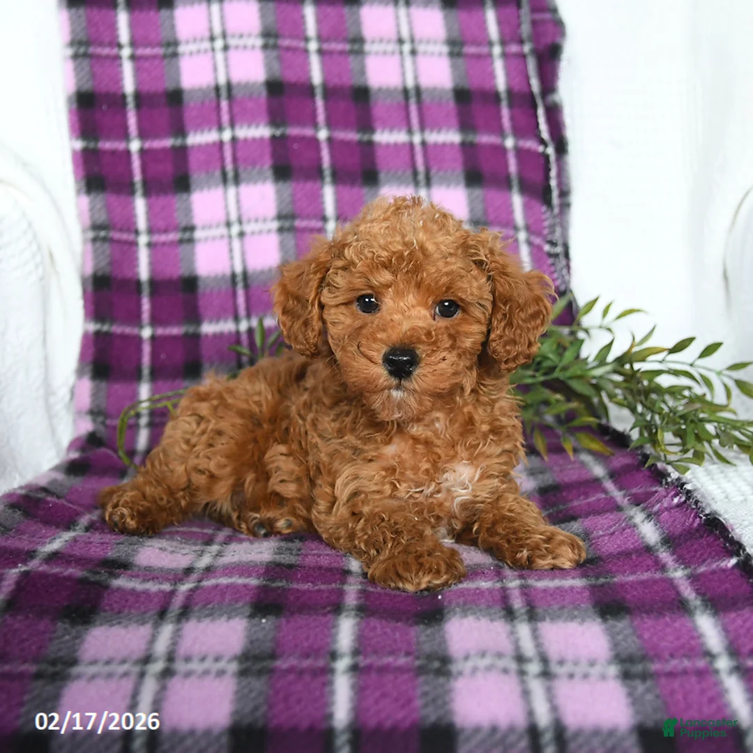 Miniature Poodle dogs for sale: Biscuit  - Ad 3