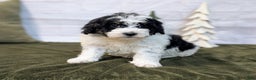 Bernedoodle dogs for sale: Allie - Ad 3