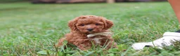 Cavapoo dogs for sale: Jordan - Ad 4