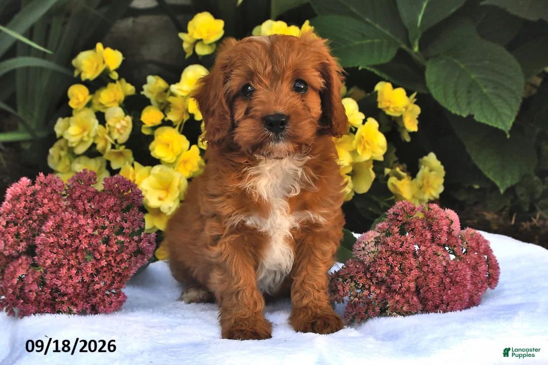 Cavapoo dogs for sale: Pumpkin - Ad 1