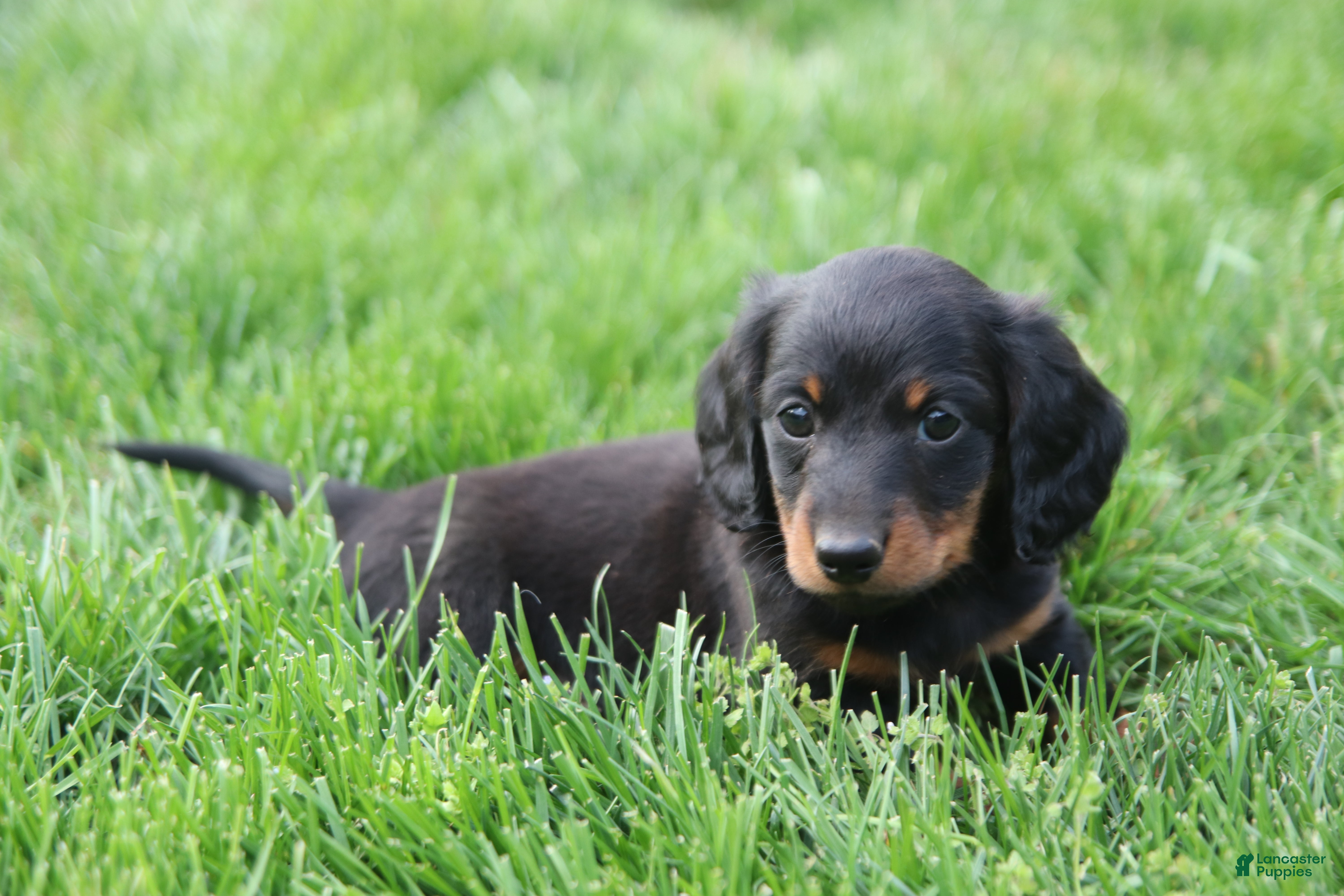 Miniature Dachshund dogs Remi - Ad 1