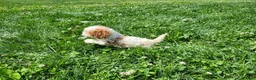 Cavapoo dogs for sale: Button  - Ad 5