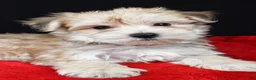 Morkie dogs for sale: Chuckie - Ad 7