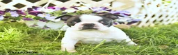 Boston Terrier dogs for sale: Blue  - Ad 2