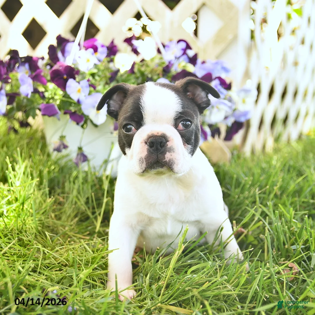 Boston Terrier dogs for sale: Blue  - Ad 2