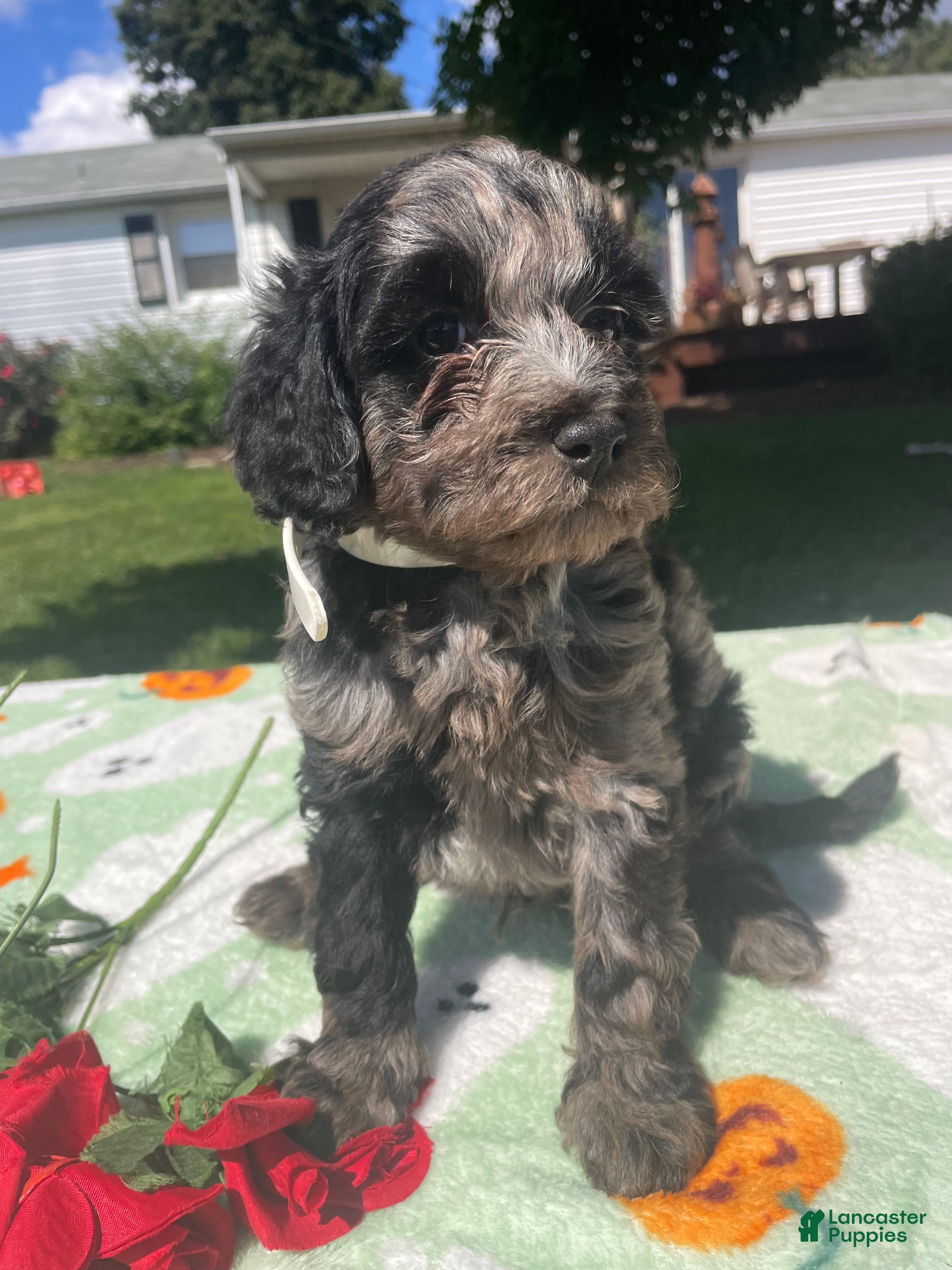 Cavapoo dogs Jasper - Ad 2