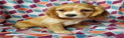 Cocker Spaniel dogs for sale: Cooper - Ad 3