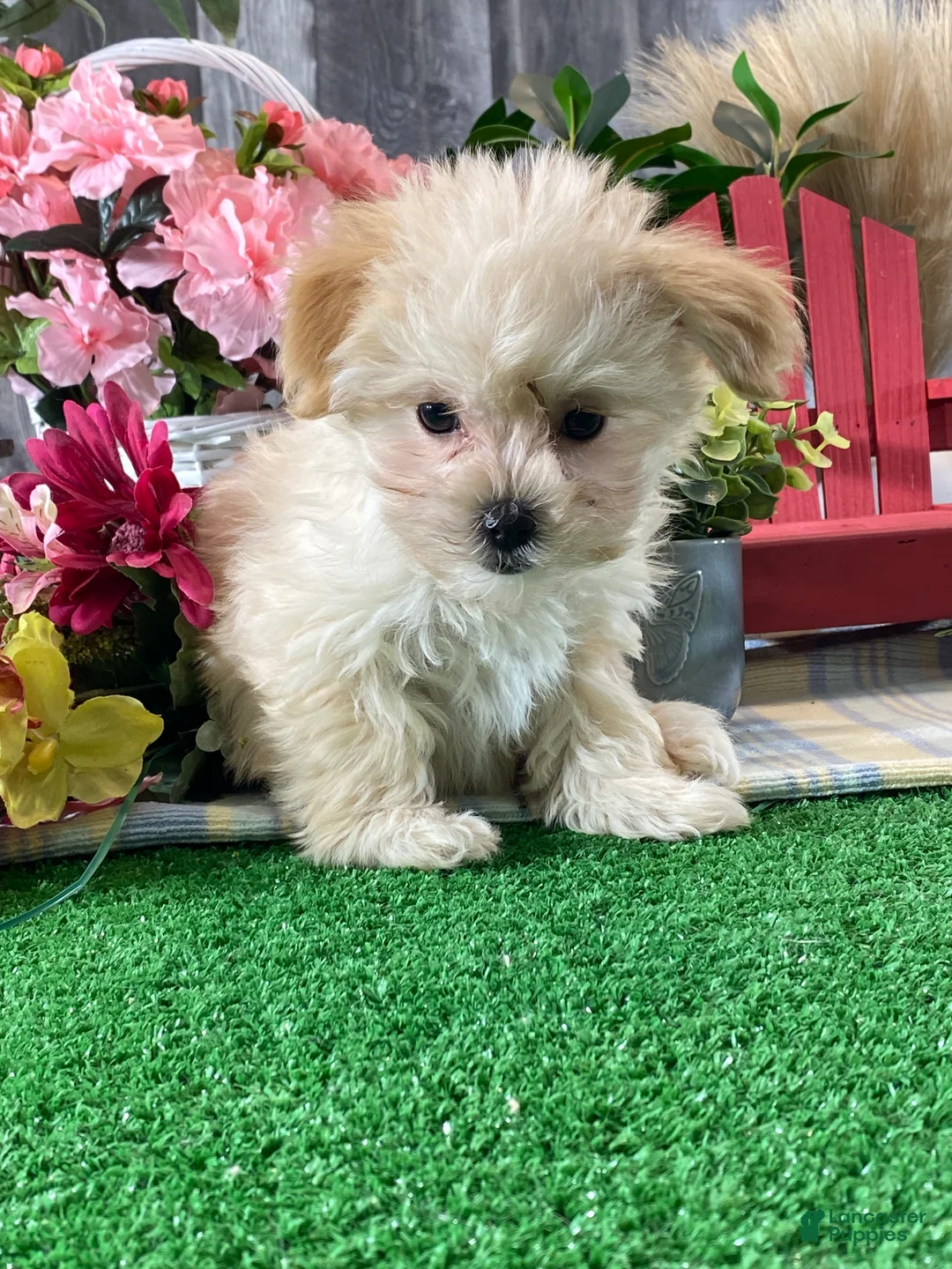 Maltipoo dogs for sale: Molly - Ad 4