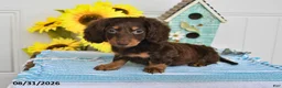 Miniature Dachshund dogs for sale: Dozer - Ad 5