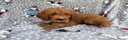 Cavapoo dogs for sale: Benson - Ad 7