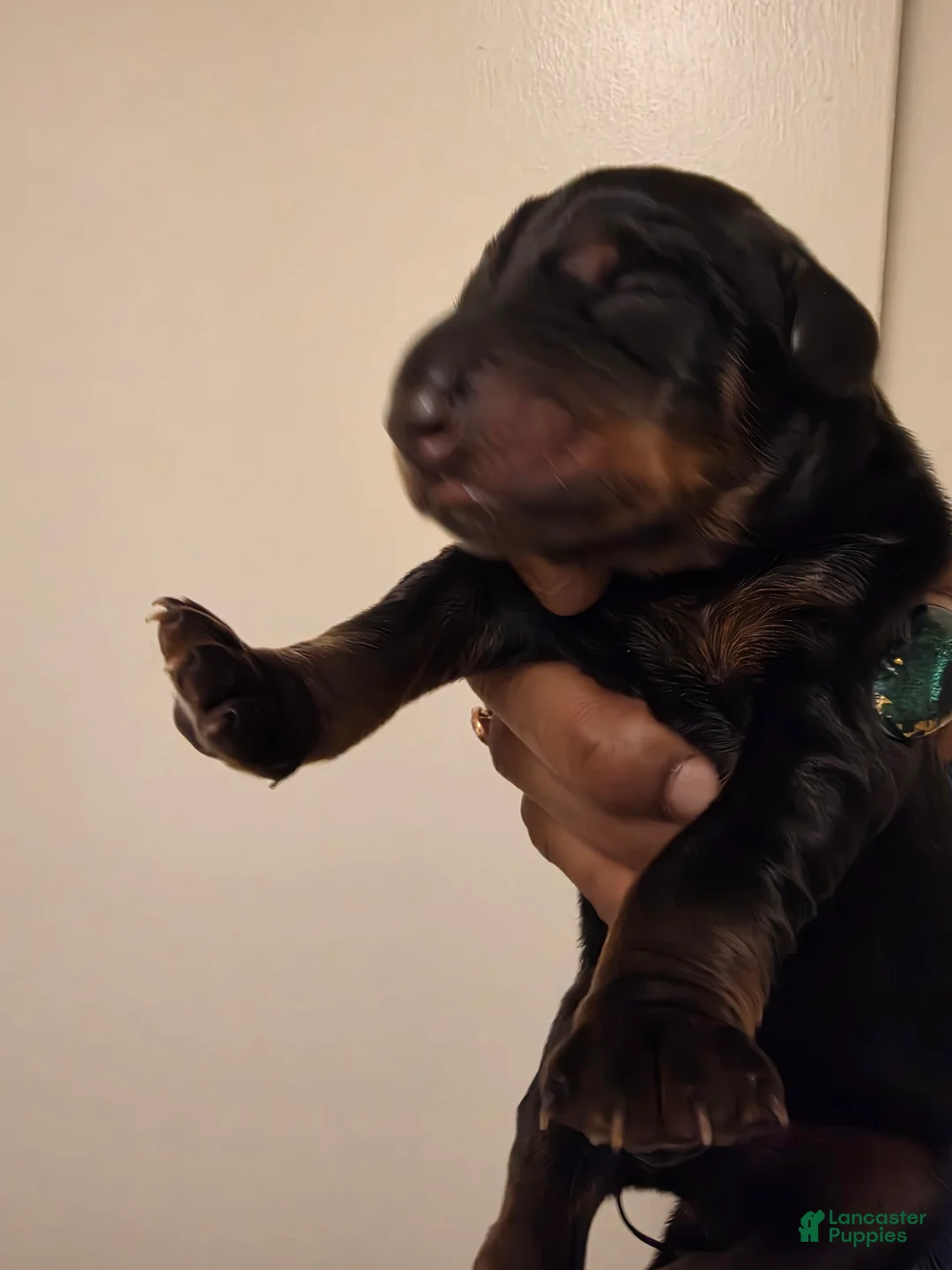 Doberman Pinscher dogs for sale: Doberman Pinscher Puppy 6 - Ad 1