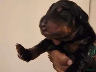 Doberman Pinscher dogs Doberman Pinscher Puppy 6 - Ad 26