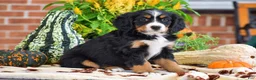 Miniature Bernese Mountain Dog dogs for sale: Lisa - Ad 4