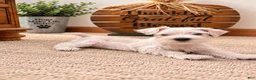 Miniature Schnauzer dogs for sale: Marshmellow - Ad 1