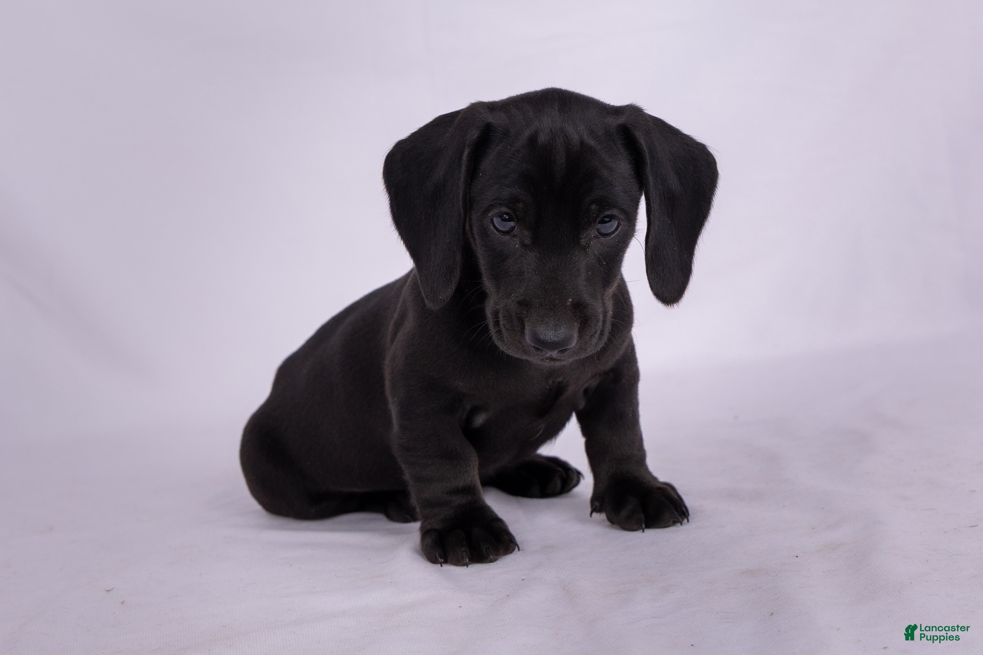 Miniature Dachshund dogs Pepper - Ad 2