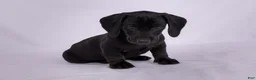 Miniature Dachshund dogs for sale: Pepper - Ad 2