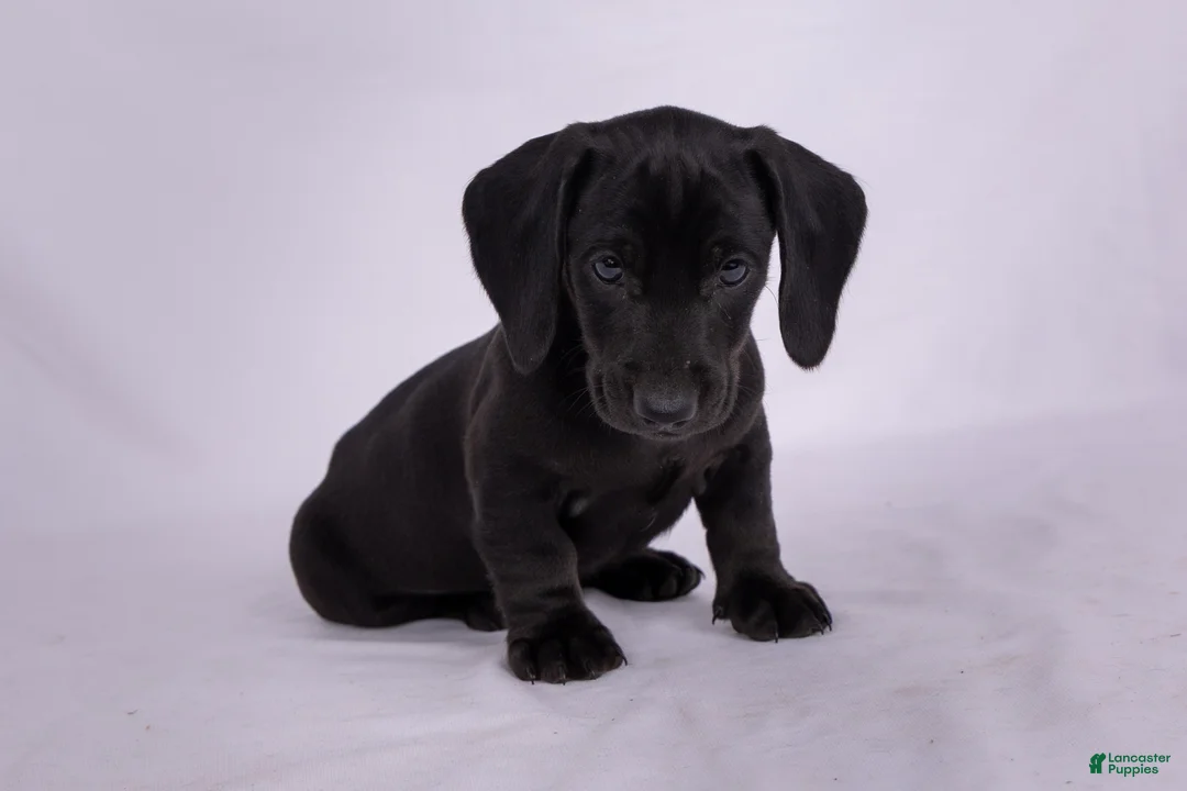 Miniature Dachshund dogs for sale: Pepper - Ad 2