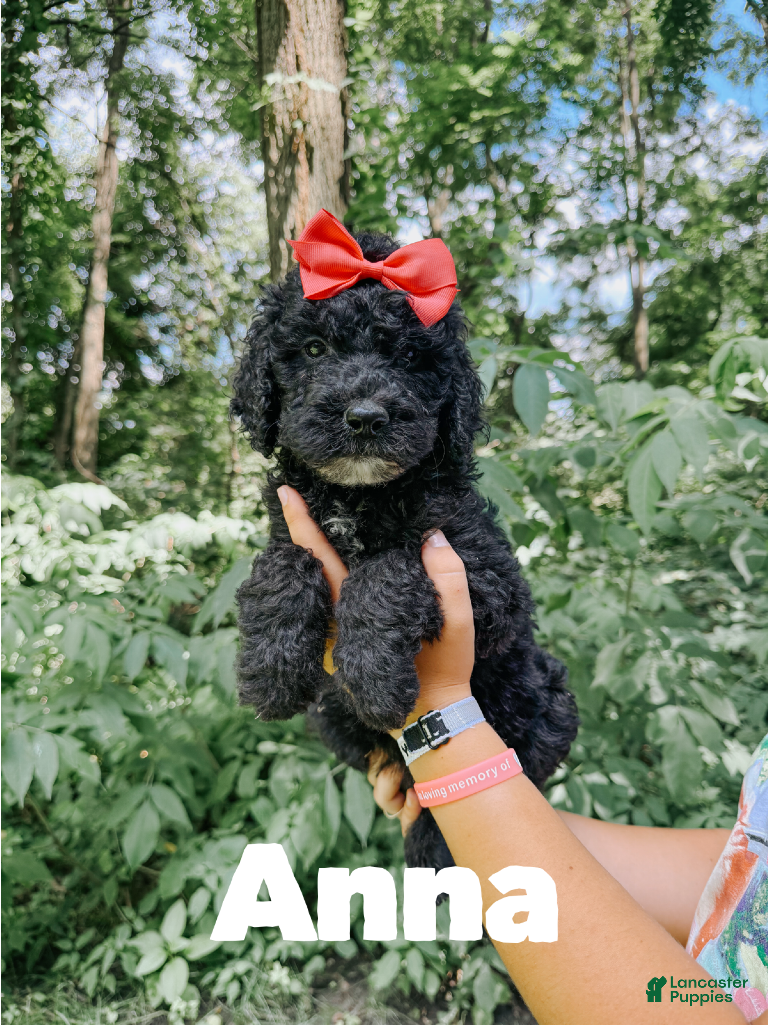 Goldendoodle dogs Anna - Ad 34