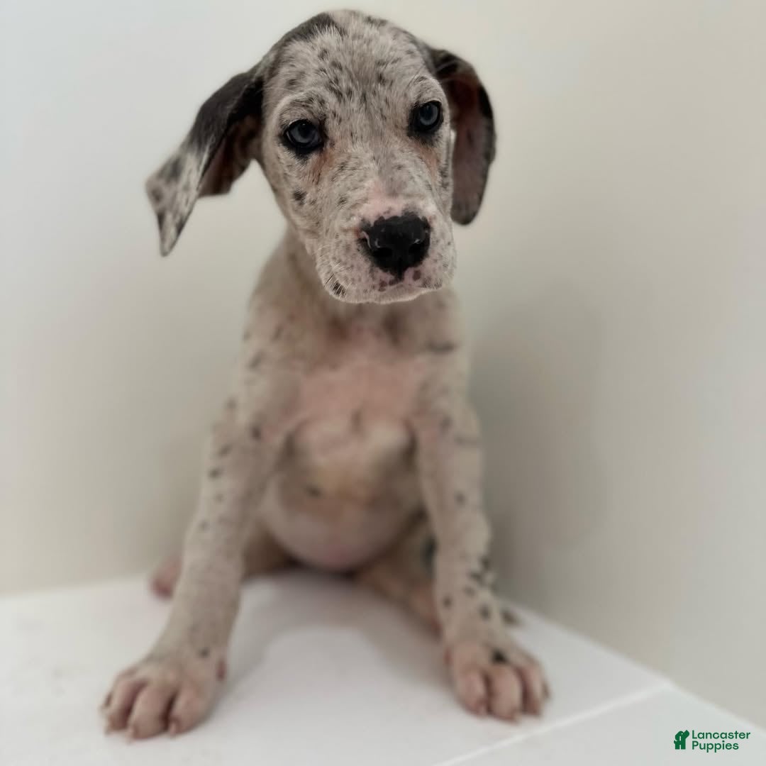 Great Dane dogs  Luna (Female) - Ad 2