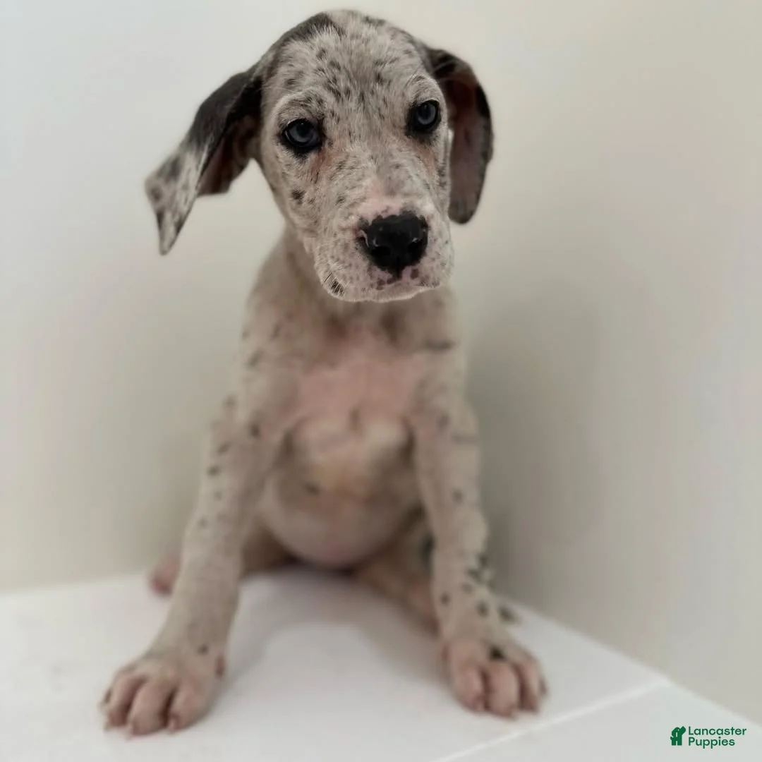 Great Dane dogs for sale:  Luna (Female) - Ad 1