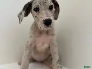 Great Dane dogs Luna (Female) - Ad 9