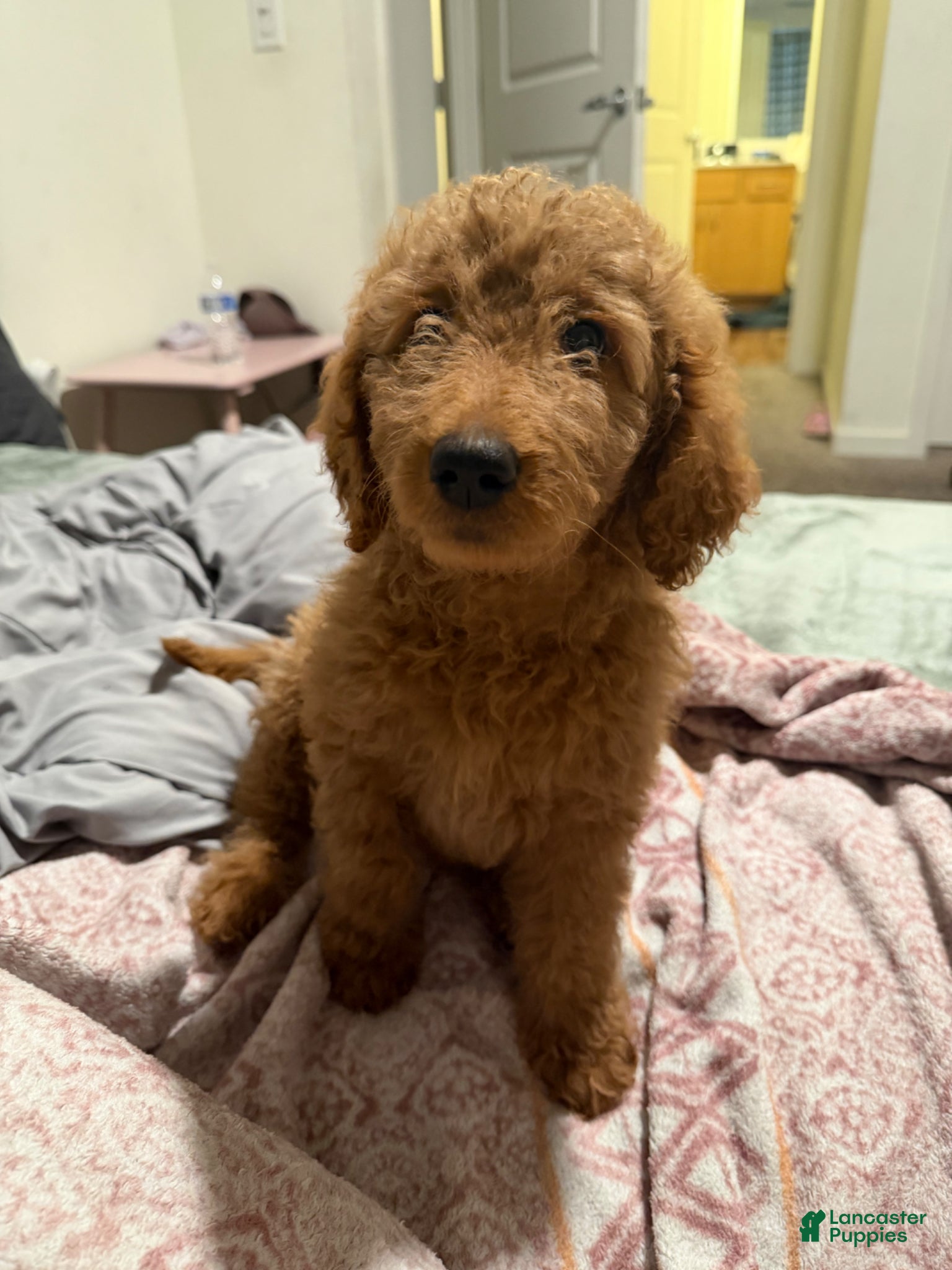 Goldendoodle dogs for sale: Goldendoodle Puppy 2 - Ad 6