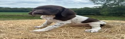 German Shorthaired Pointer dogs for sale: German Shorthaired Pointer 4 - Ad 8