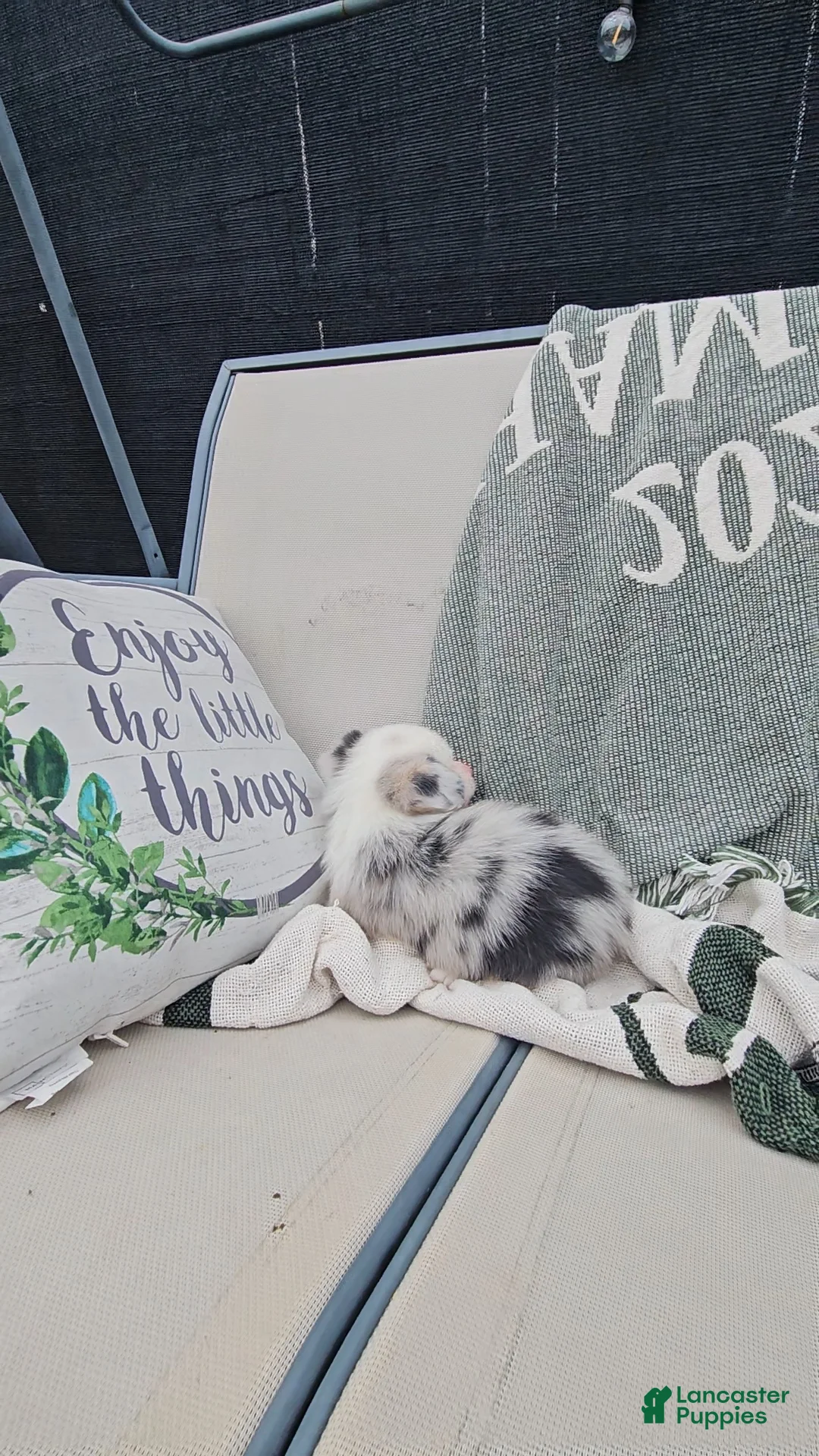 Mixed Breed dogs for sale: Reed - Ad 8