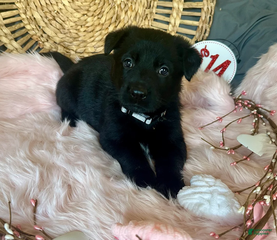 German Shepherd dogs for sale: Aster - Ad 3