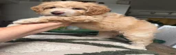 Mini Goldendoodle dogs for sale: Mini Goldendoodle 1 - Ad 15