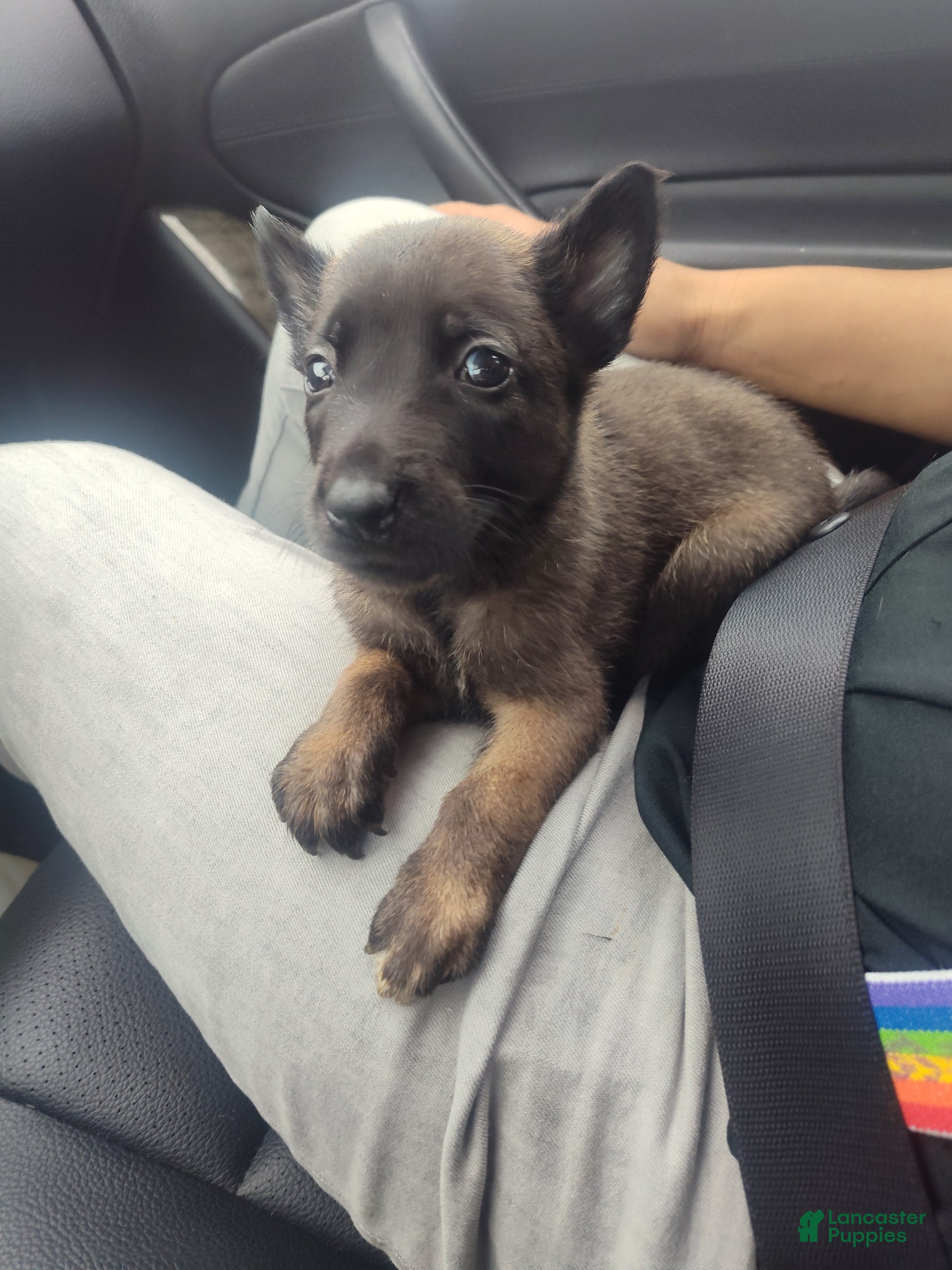 Belgian Malinois Puppies for sale in San Diego, California