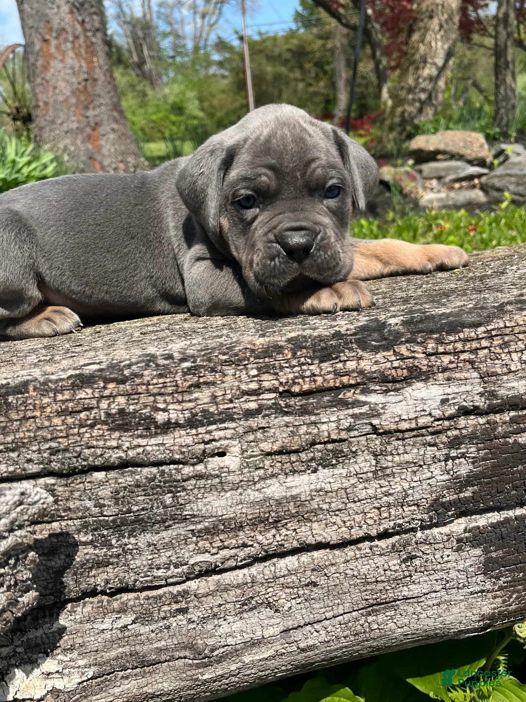 Cane Corso dogs for sale: Ace - Ad 1