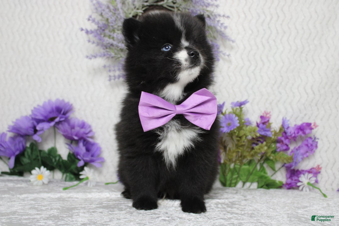 Pomsky dogs for sale: Luey  - Ad 2