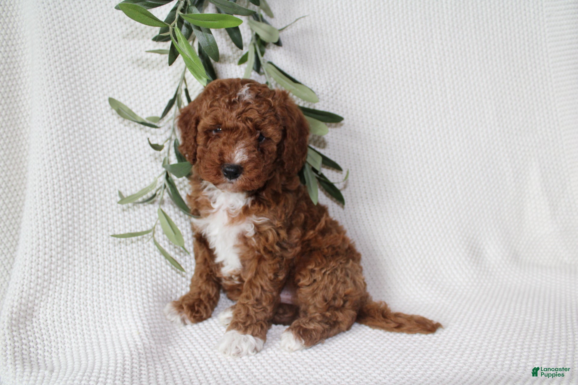 Cavapoo dogs Murphy - Ad 2