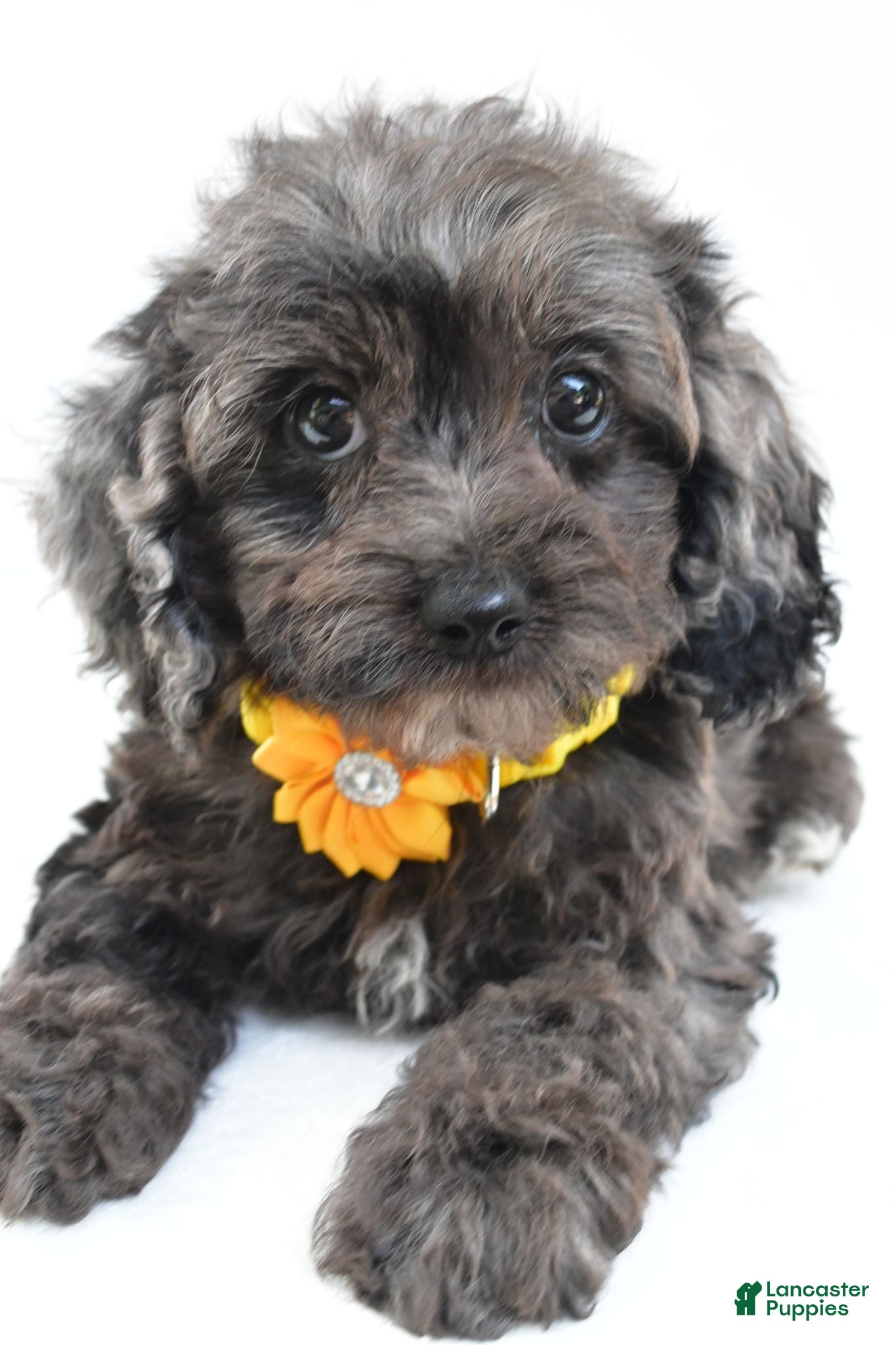 Cockapoo dogs Oriana - Ad 2