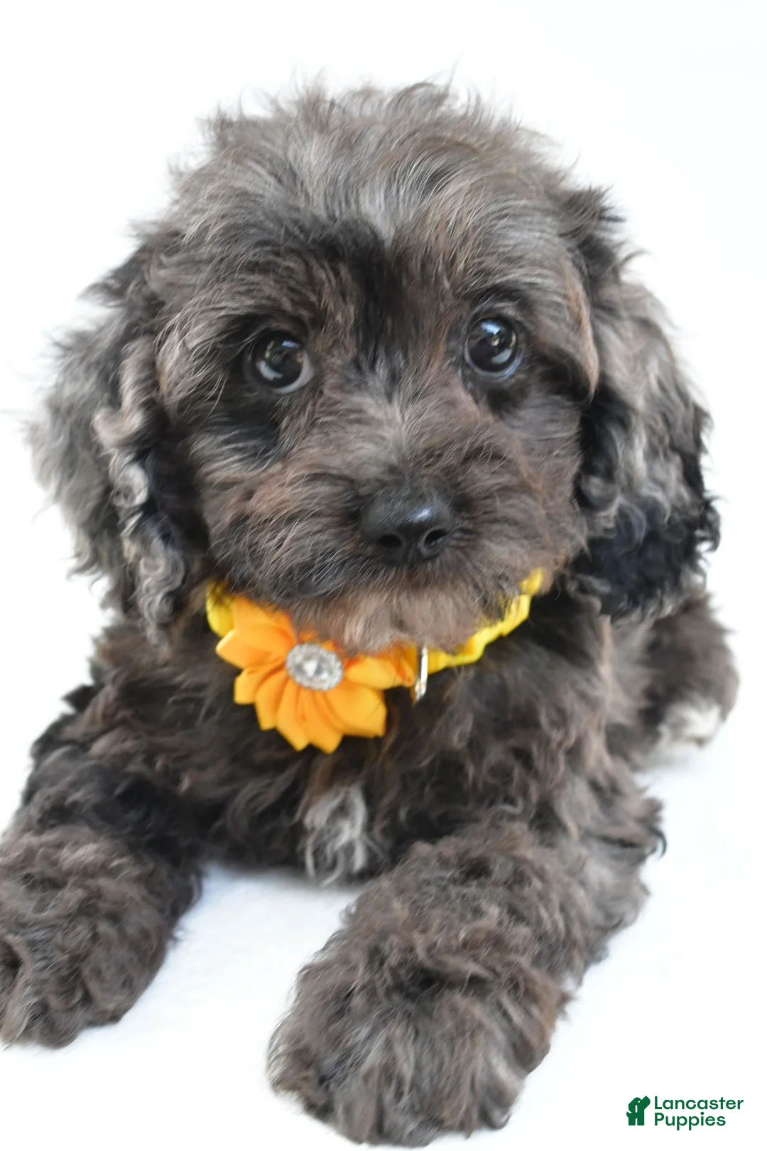Cockapoo dogs for sale: Oriana - Ad 2