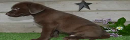 Labrador Retriever dogs for sale: Wingman - Ad 5