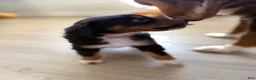 Australian Shepherd dogs for sale: Athena  - Ad 3