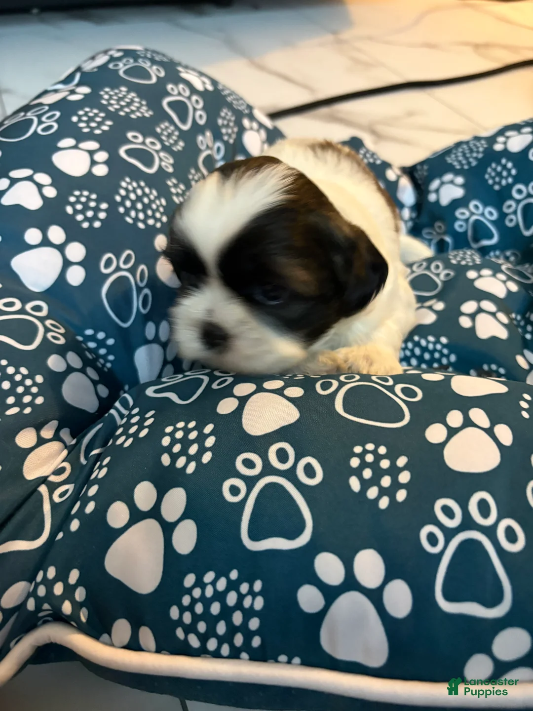 Shih Tzu dogs for sale: Shih Tzu Puppy 1 - Ad 2